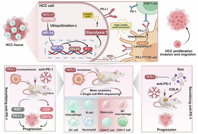 Transketolase-like 1 potentiates PD-1 blockade in hepatocellular carcinoma by glycolysis to prime dendritic cell lactylation Transketolase-like 1 potentiates PD-1 blockade in hepatocellular carcinoma by glycolysis to prime dendritic cell lactylation