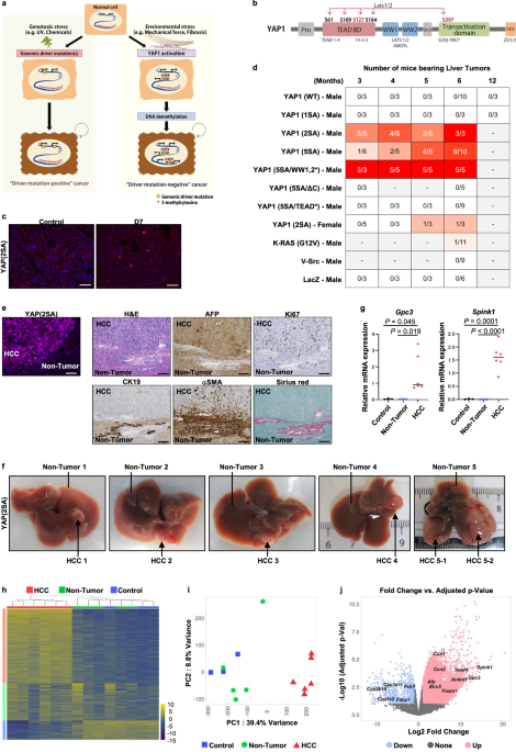 YAP1 induces hepatocellular carcinoma via DNA demethylation rather than by canonical driver gene mutations YAP1 induces hepatocellular carcinoma via DNA demethylation rather than by canonical driver gene mutations