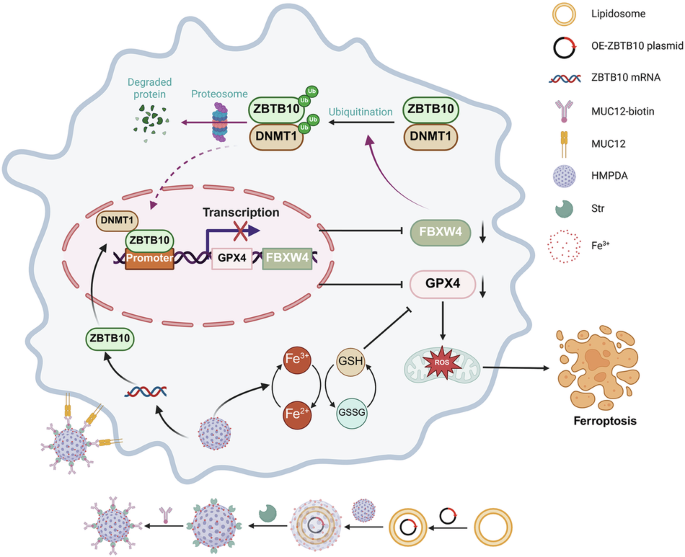 ZBTB10 inhibits ccRCC progression by epigenetically silencing GPX4 through a self-regulatory ZBTB10/DNMT1/FBXW4 loop ZBTB10 inhibits ccRCC progression by epigenetically silencing GPX4 through a self-regulatory ZBTB10/DNMT1/FBXW4 loop