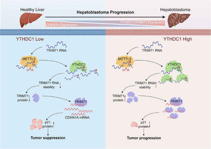 m⁶A-dependent TRIM71 stabilization by YTHDC1 promotes hepatoblastoma progression m⁶A-dependent TRIM71 stabilization by YTHDC1 promotes hepatoblastoma progression