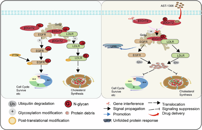 β3GnT2-mediated N-glycosylation of EGFR and LDLR drives glioblastoma progression and can be targeted by AST-1306 β3GnT2-mediated N-glycosylation of EGFR and LDLR drives glioblastoma progression and can be targeted by AST-1306
