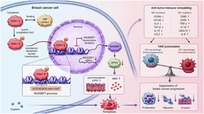 Acetylation-driven non-canonical transcriptional repressor ITSN1-S targets RASGRF1-GPX4 axis to induce breast cancer ferroptosis and anti-tumor immune remodeling Acetylation-driven non-canonical transcriptional repressor ITSN1-S targets RASGRF1-GPX4 axis to induce breast cancer ferroptosis and anti-tumor immune remodeling