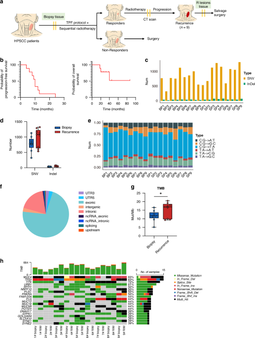 From initial complete response to recurrence: ENPP1 mutation drives cisplatin resistance through STING/NF-κB/IL-6 axis in hypopharyngeal squamous cell carcinoma From initial complete response to recurrence: ENPP1 mutation drives cisplatin resistance through STING/NF-κB/IL-6 axis in hypopharyngeal squamous cell carcinoma