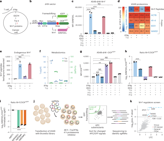 Global and specific mechanisms stimulate mistranslation in cancer Global and specific mechanisms stimulate mistranslation in cancer