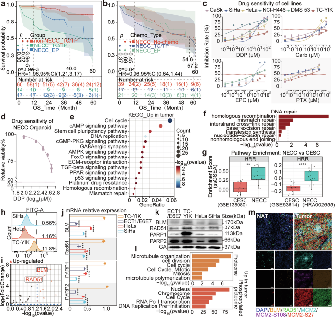 Multi-omics profiling reveals homologous recombination repair hyperactivation as a therapeutic vulnerability in neuroendocrine cervical carcinoma Multi-omics profiling reveals homologous recombination repair hyperactivation as a therapeutic vulnerability in neuroendocrine cervical carcinoma