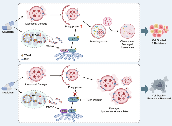 TFAM loss drives oxaliplatin resistance by linking mtDNA release to STING–TBK1-mediated lysophagy TFAM loss drives oxaliplatin resistance by linking mtDNA release to STING–TBK1-mediated lysophagy